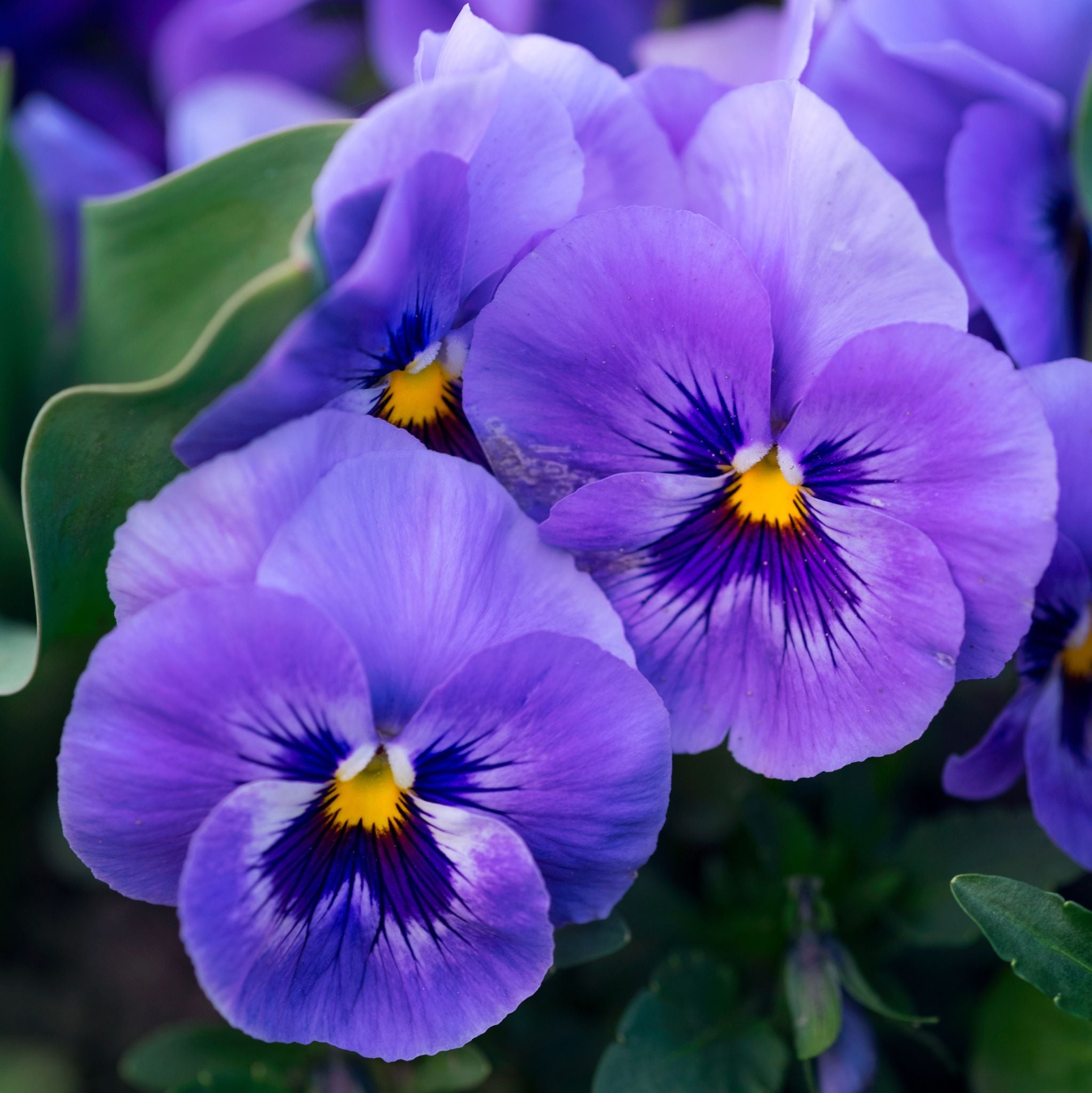 Violet Fragrance Oil