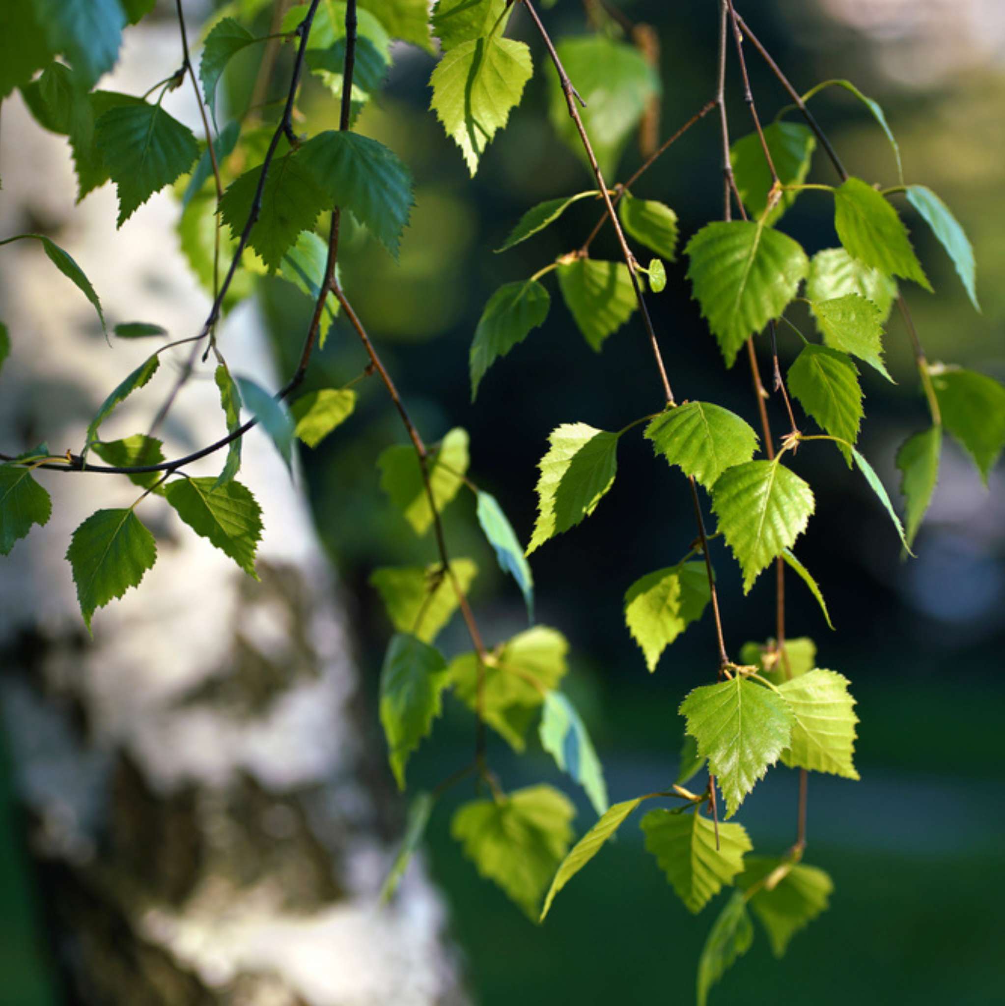 Birch Sweet Essential Oil