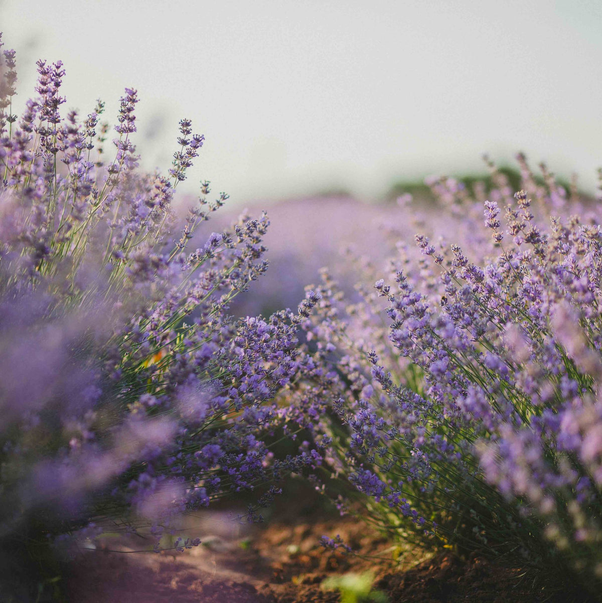 Lavendel (allergenarm) kosmetisches Duftöl