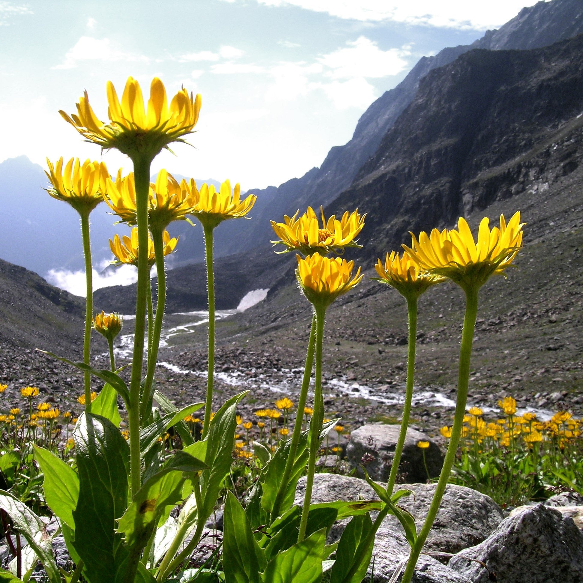 Arnica Extract