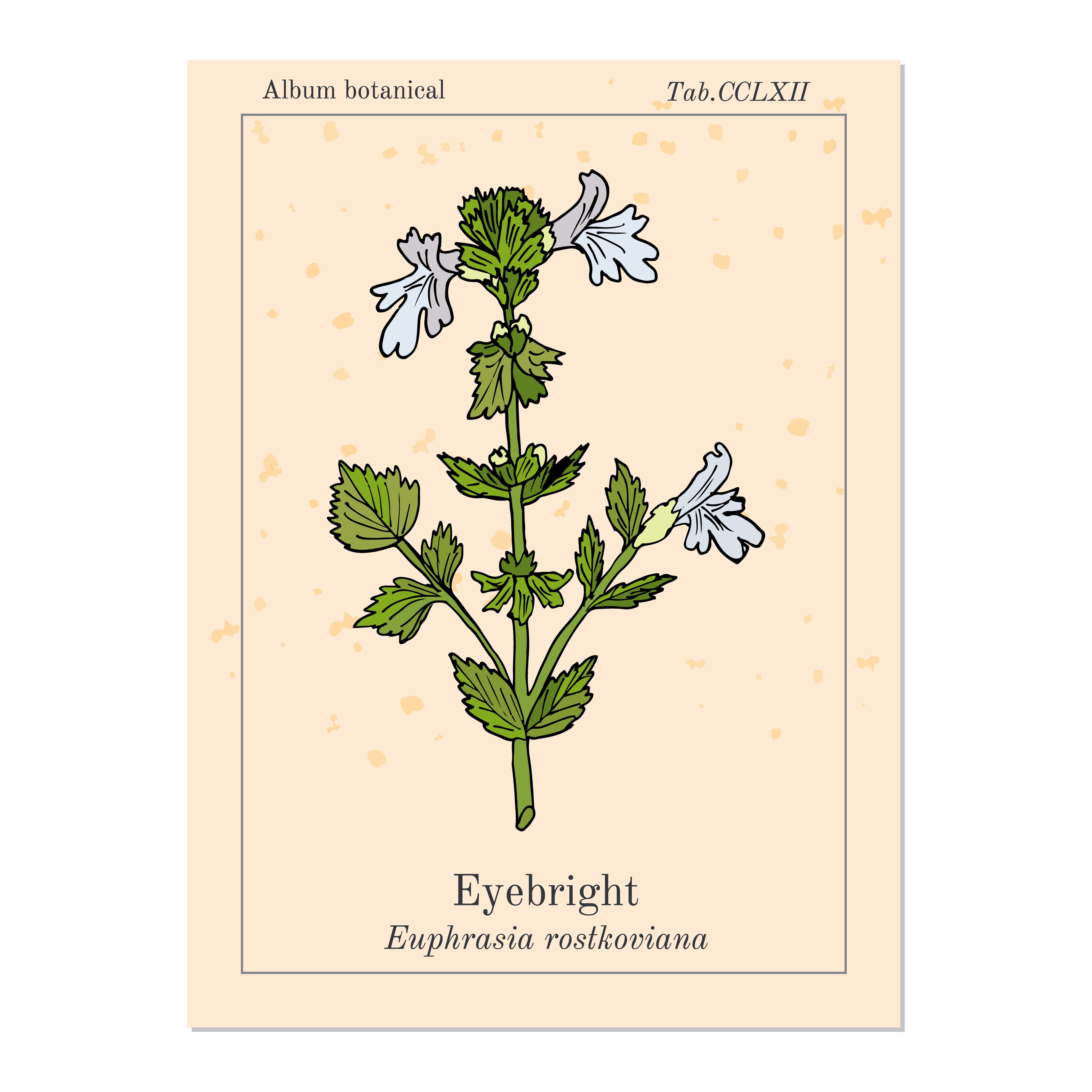 Eyebright Extract