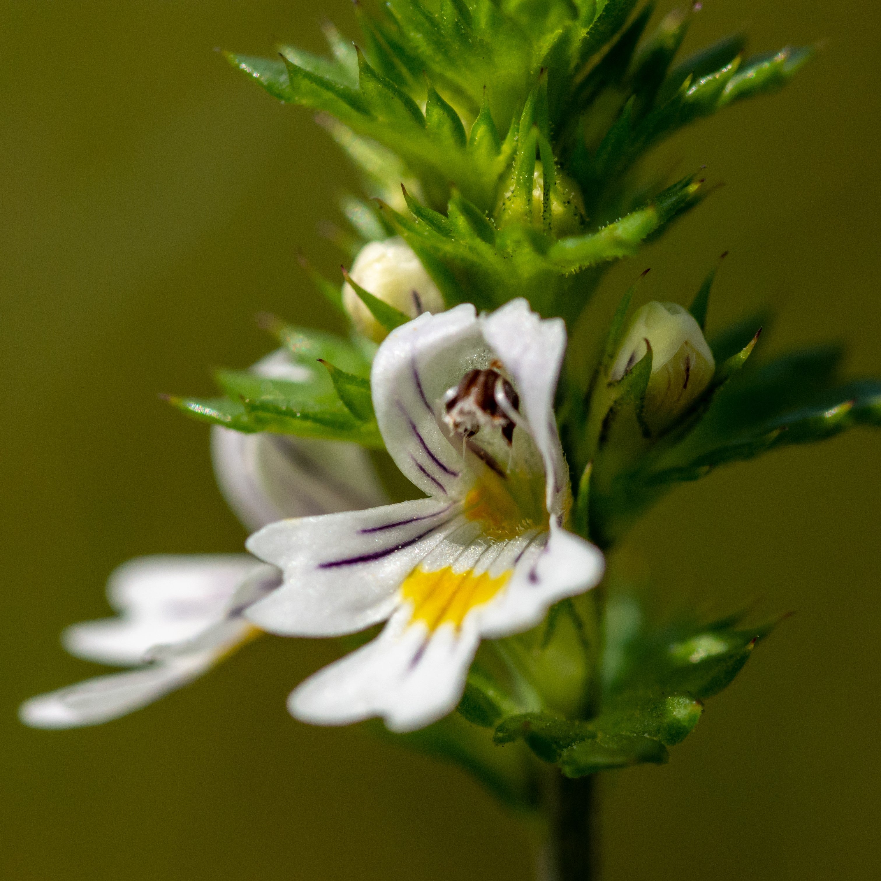 Eyebright Extract