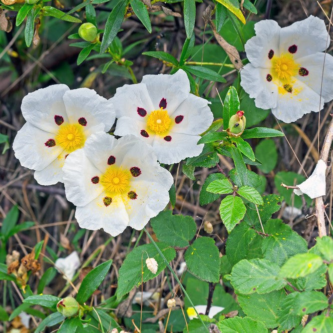 Rock Rose Hydrosol Organic