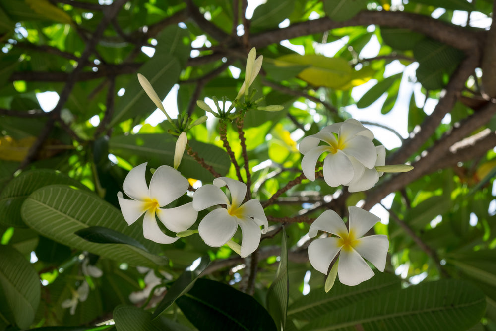 Frangipani 10 ml, 3 % Dilution in Jojobaöl