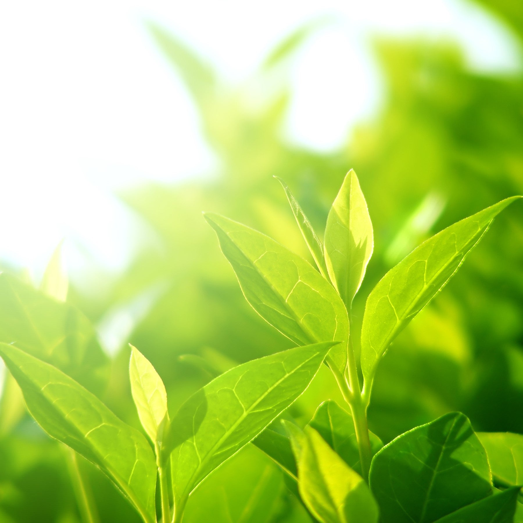 Green Tea Extract