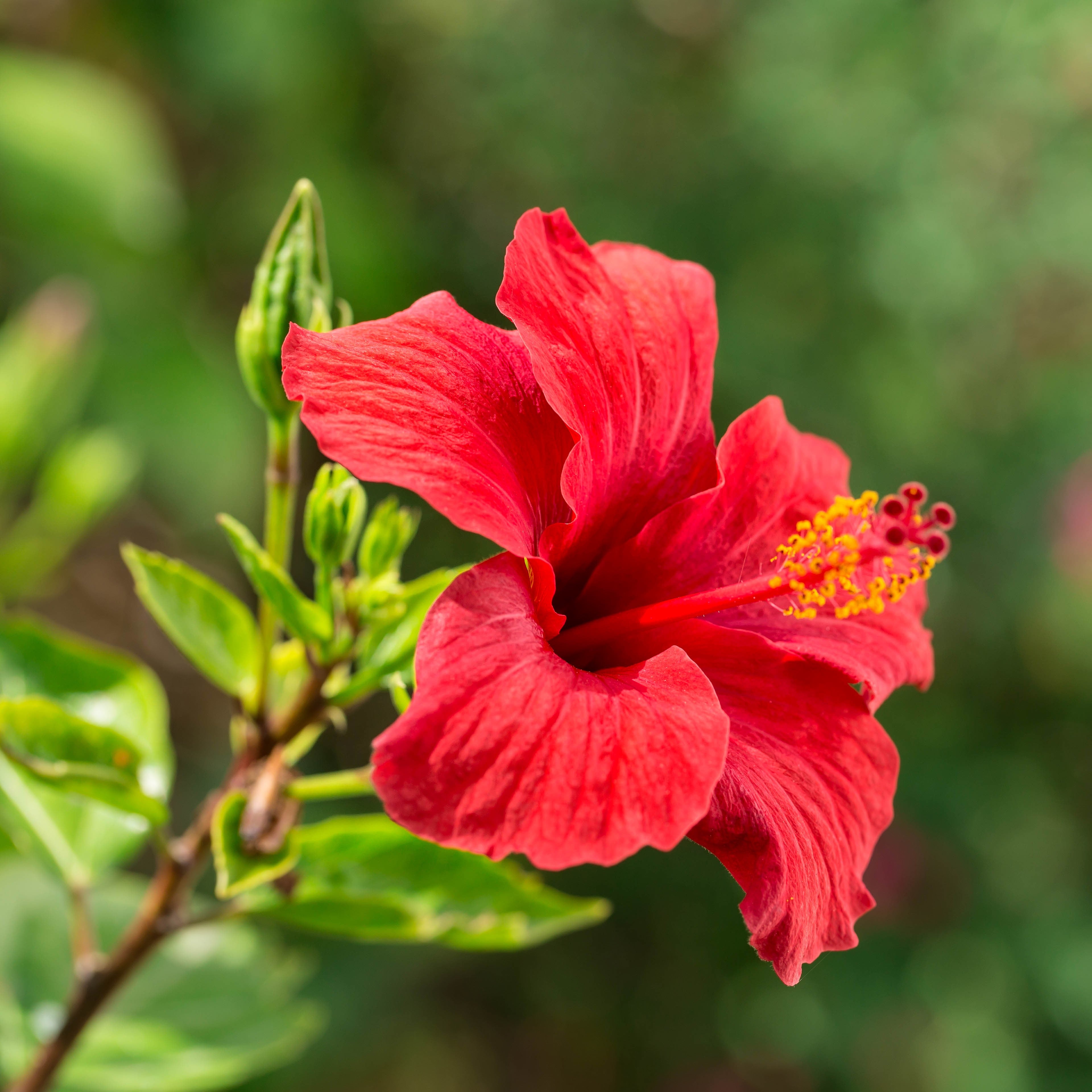 Hibiscus Flower Powder