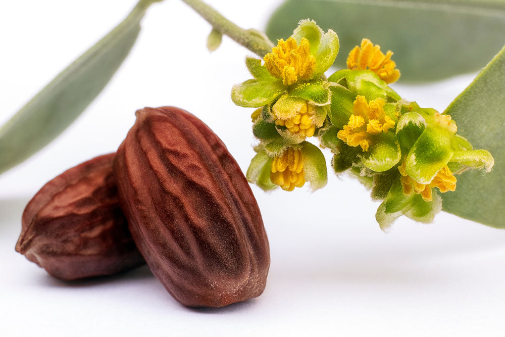 Nahaufnahme von zwei Jojobanüssen und Jojobablüte auf weißem Hintergrund