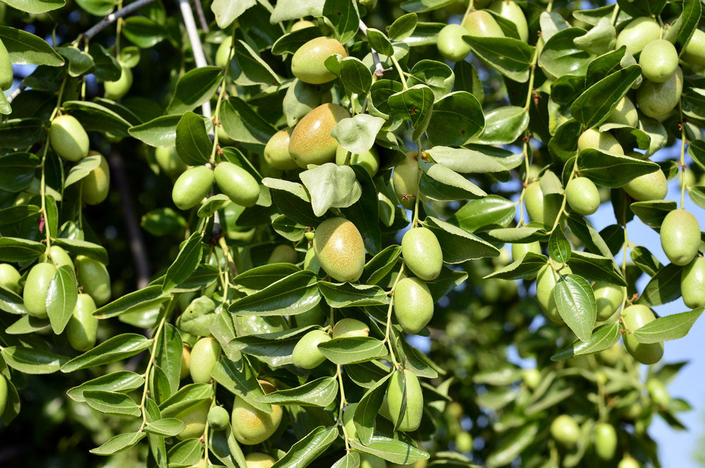 Jojobastrauch mit grünen Früchten an den Ästen