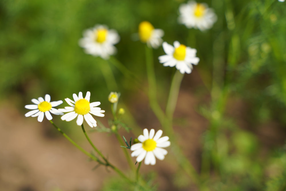 Chamomile Roman Essential Oil Dilution