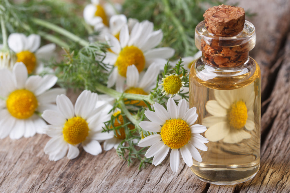 Chamomile Roman Essential Oil Dilution