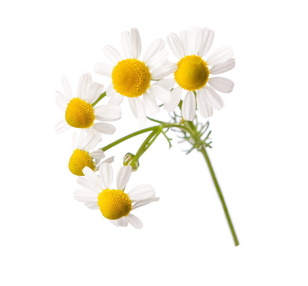 Chamomile Roman Essential Oil Dilution