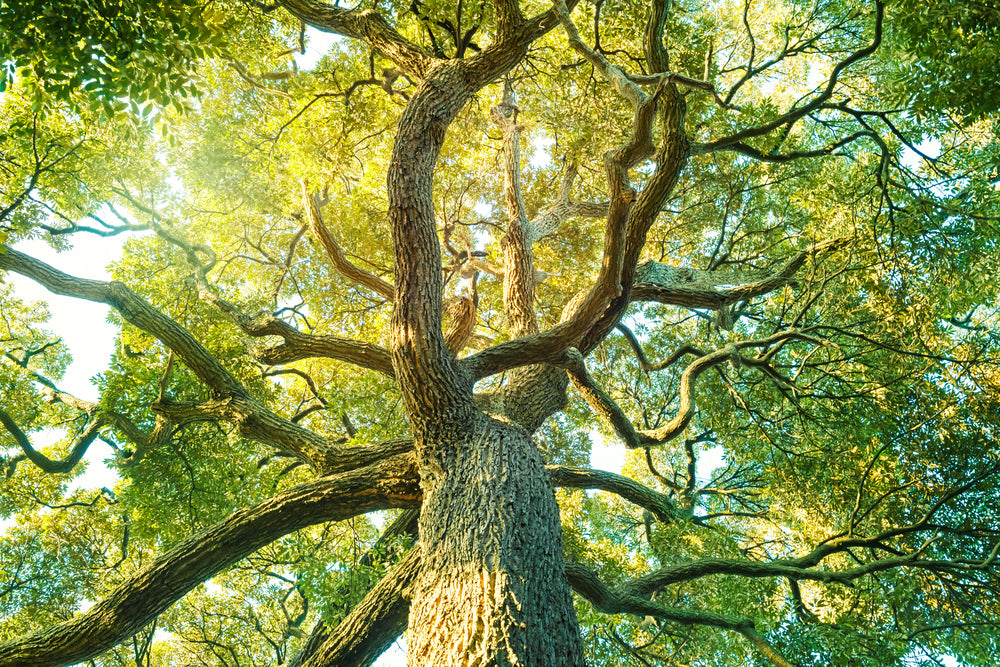 Camphor Essential Oil