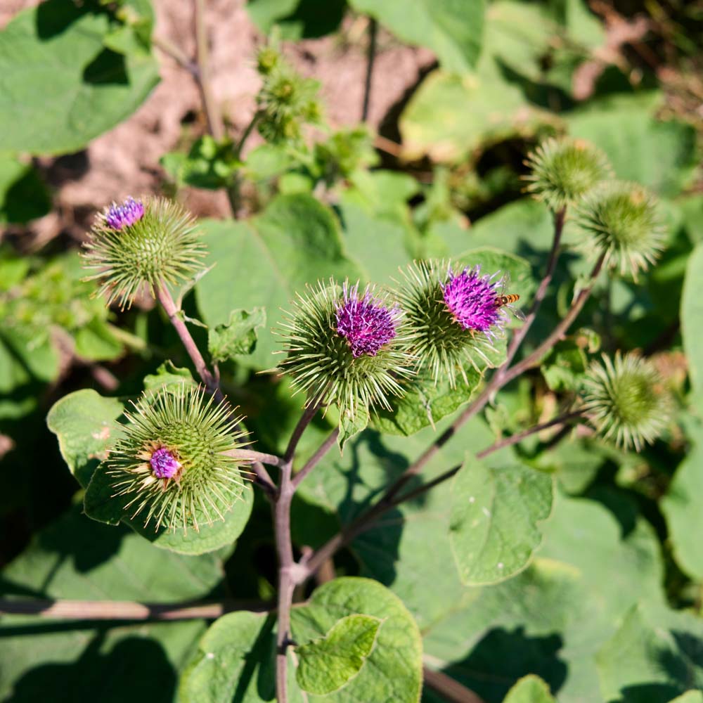 Blühende Klettenpflanze mit lila Blüten - Nahaufnahme einer blühenden Klettenpflanze im Freien