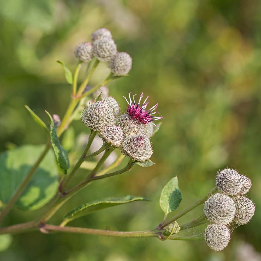 Klettenpflanze in der Natur - Detailaufnahme einer Klettenpflanze mit unreifen, stacheligen Blütenständen