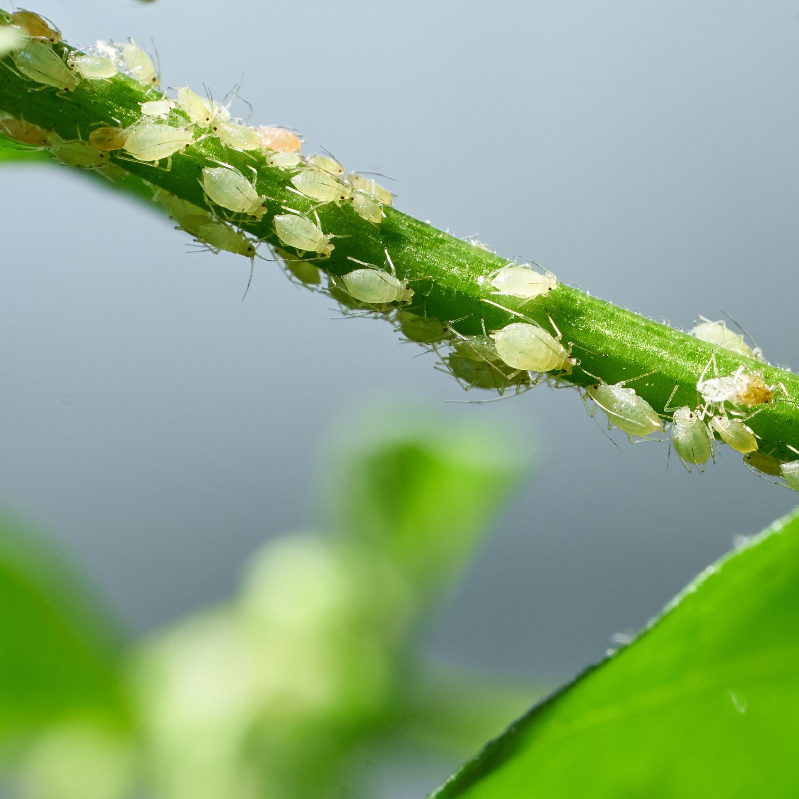 Neem Oil including emulsifier