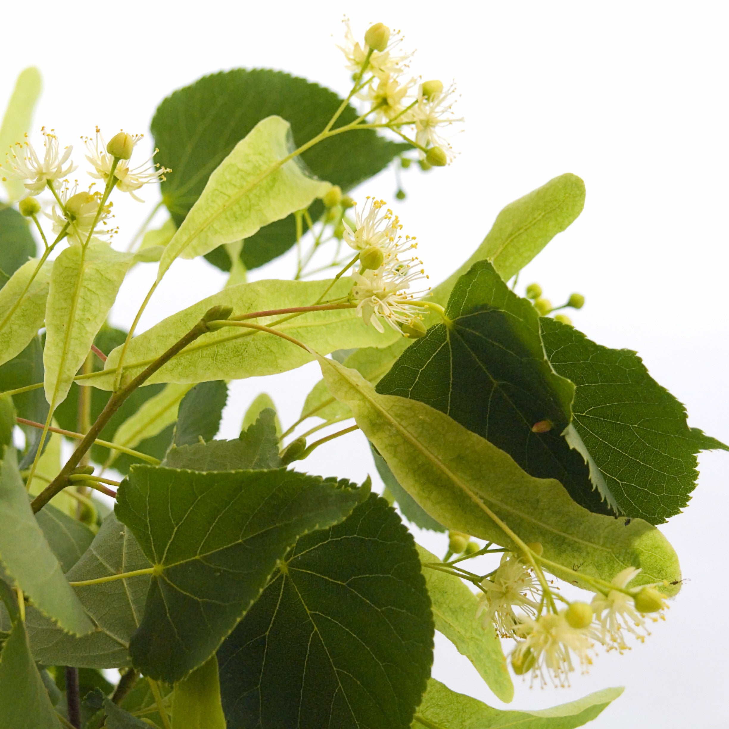 Linden Blossom Extract