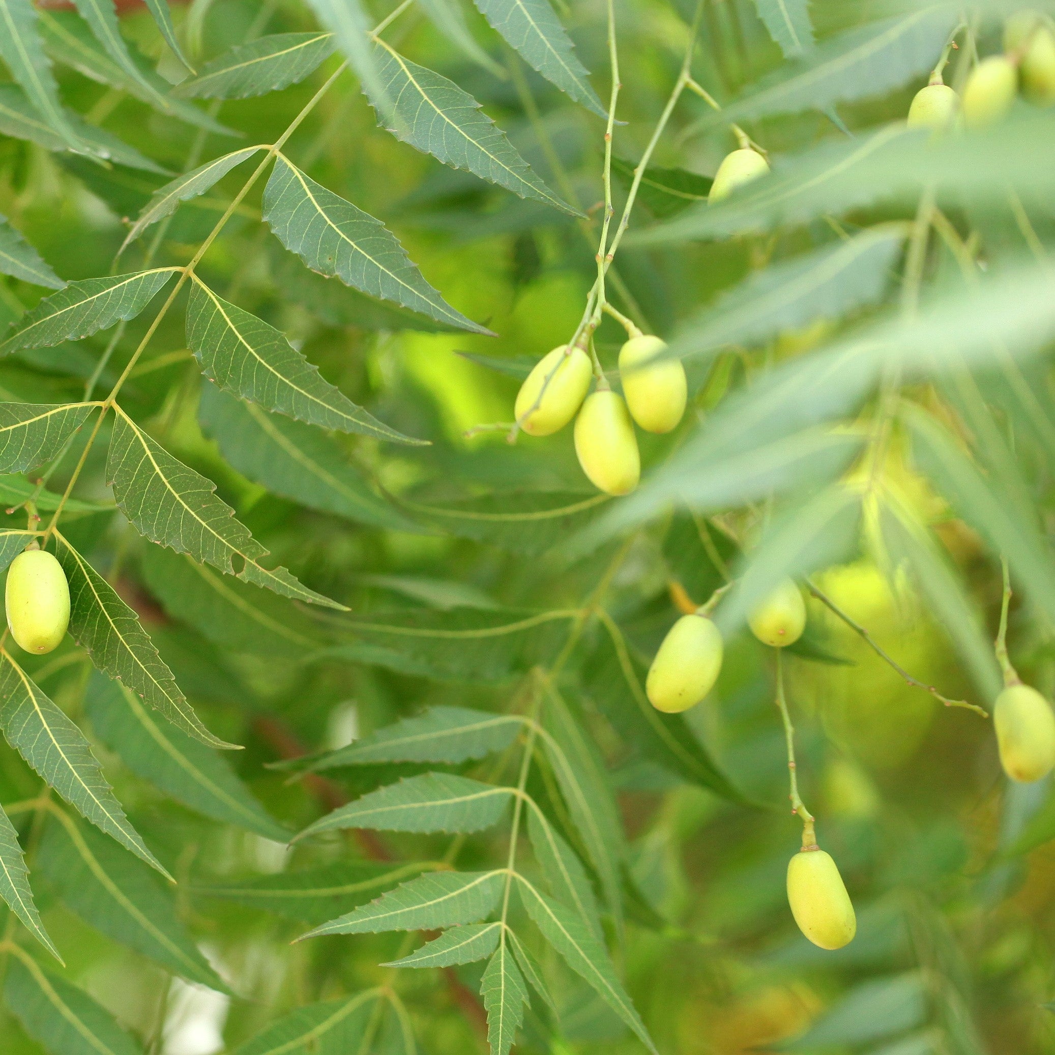 Neem Oil cold pressed