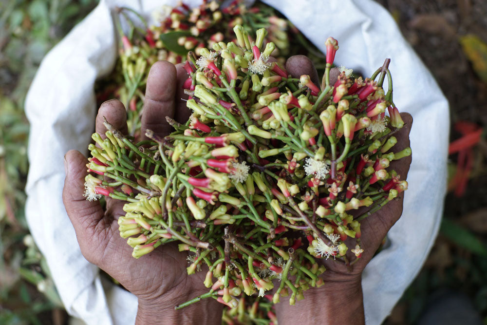 Frische Nelkenblüten in den Händen eines Bauern, frisch geerntet