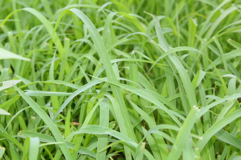 Nahaufnahme von saftig grünem Gras, zeigt natürliche Vegetation und Frische