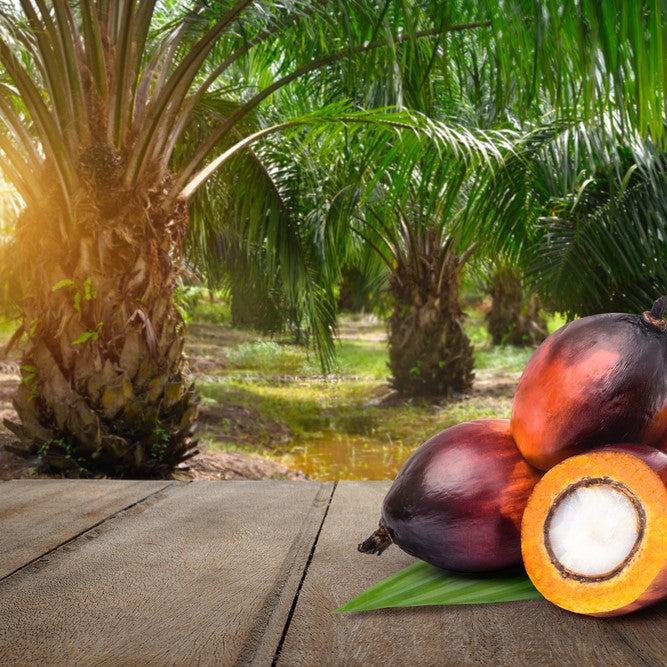 Palmöl raffiniert