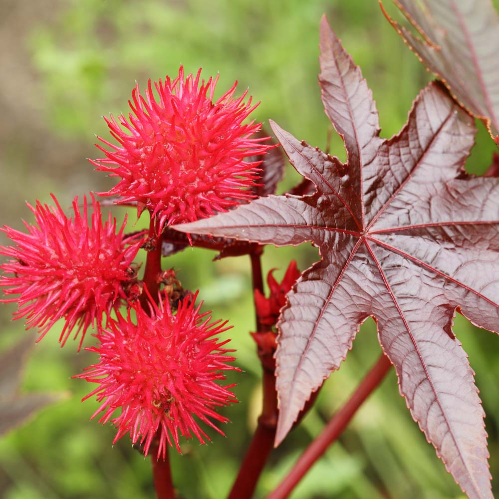 Rote, stachelige Früchte und violette Blätter einer Pflanze im Garten, Nahaufnahme