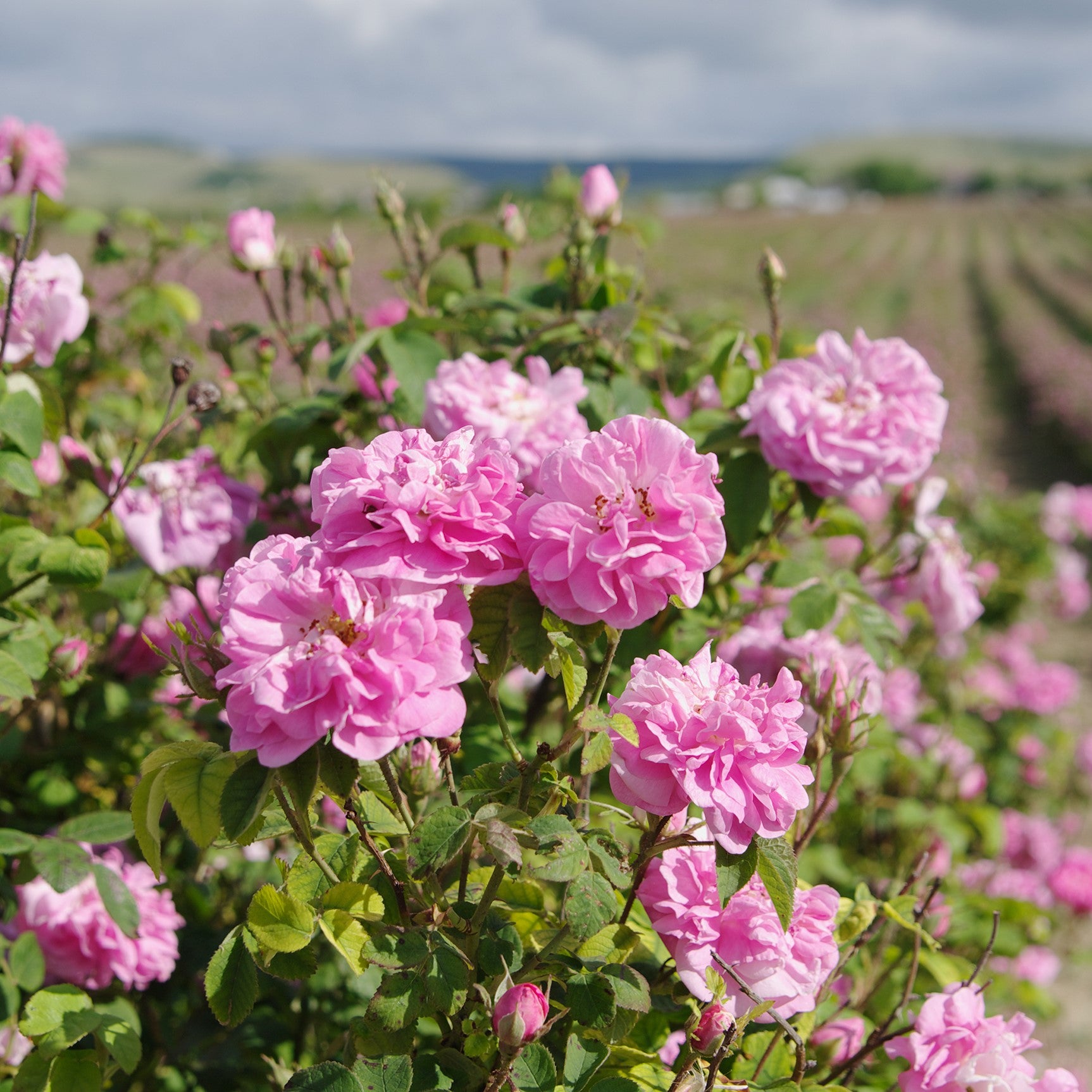Rose Blossom Hydrosol Organic - from Bulgaria
