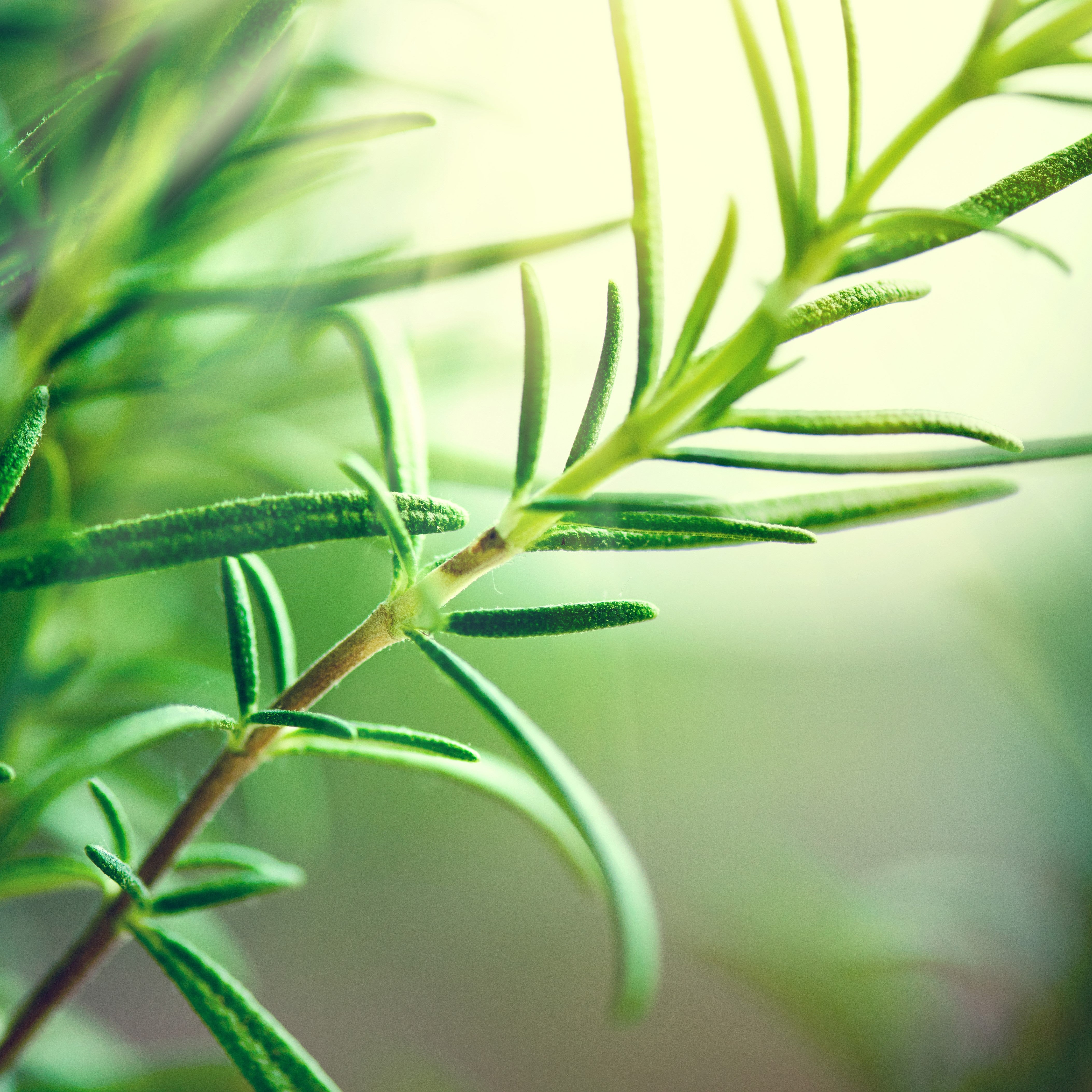 Rosemary Organic Essential Oil