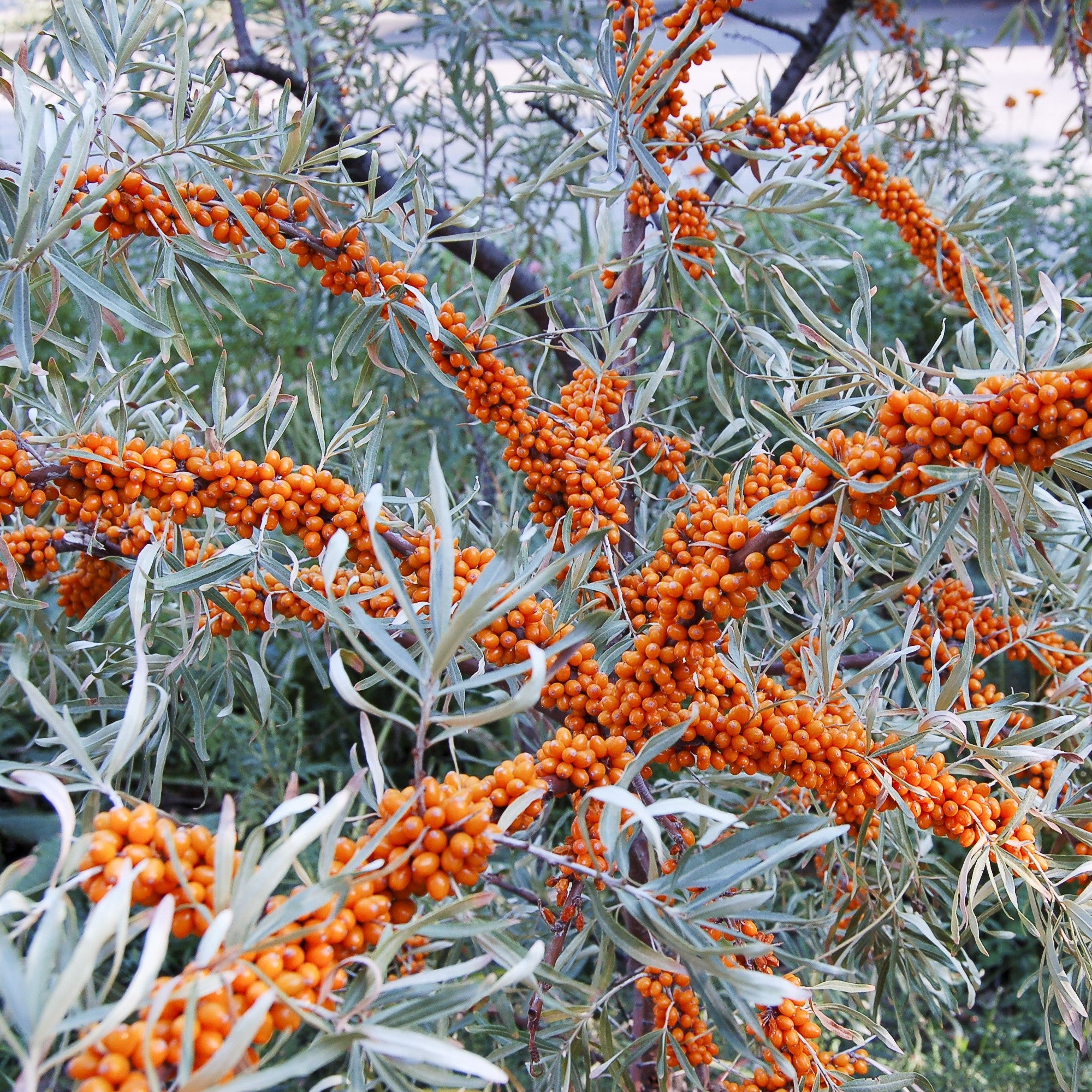 Sea Buckthorn Oil cold pressed