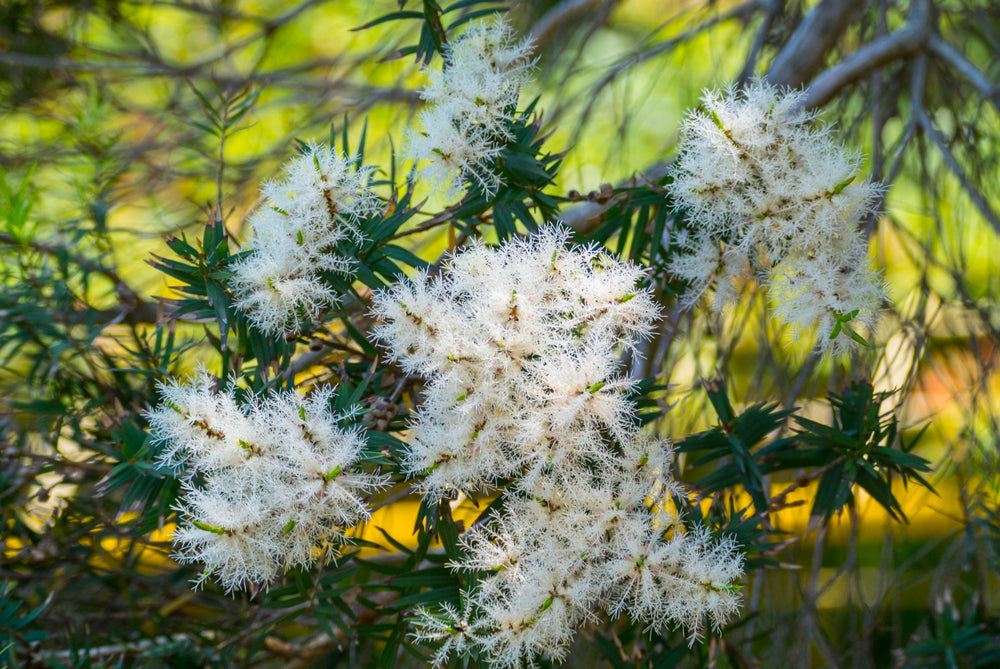 Tea Tree Essential Oil