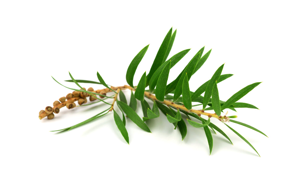 Tea Tree Essential Oil