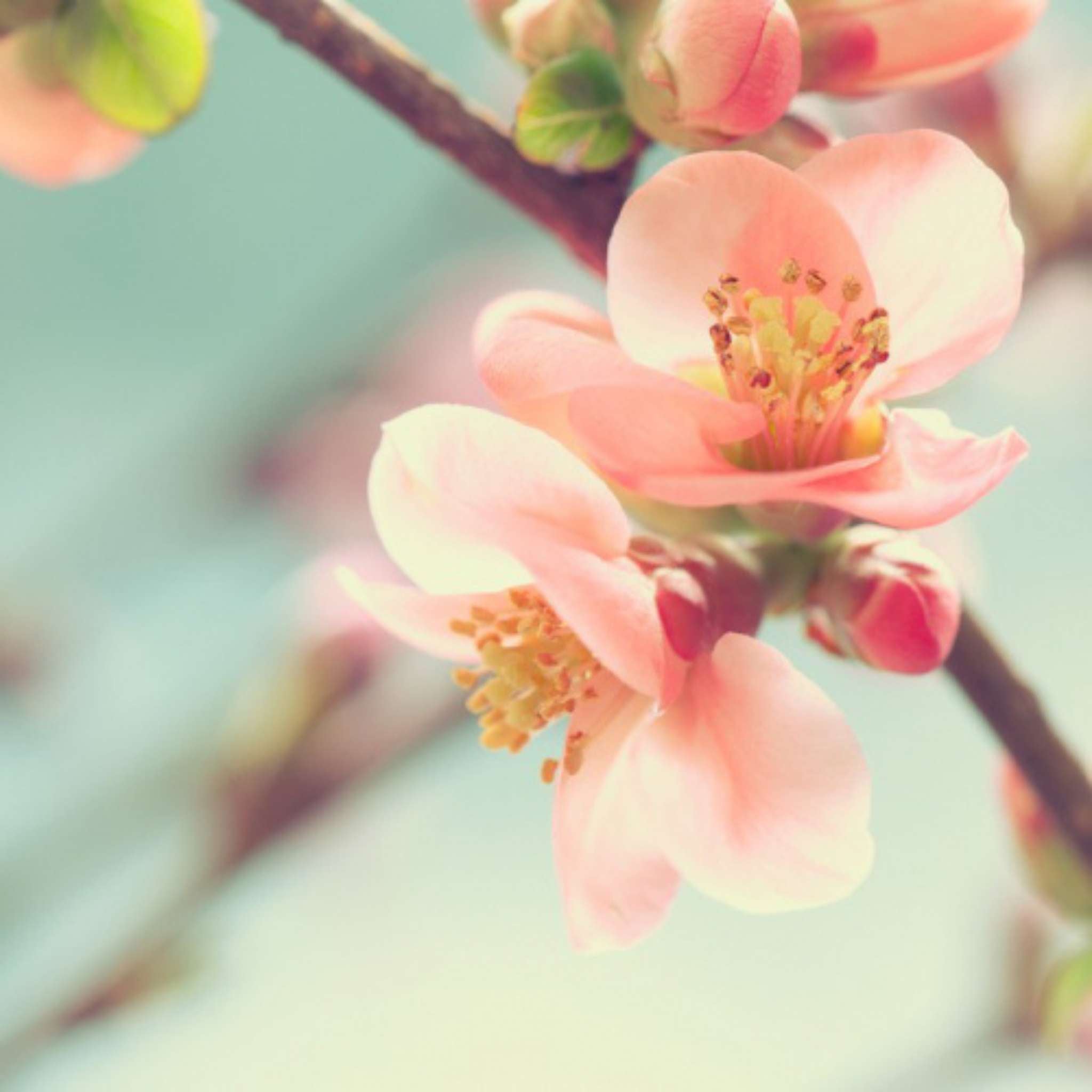 Cherry Blossom Fragrance Oil