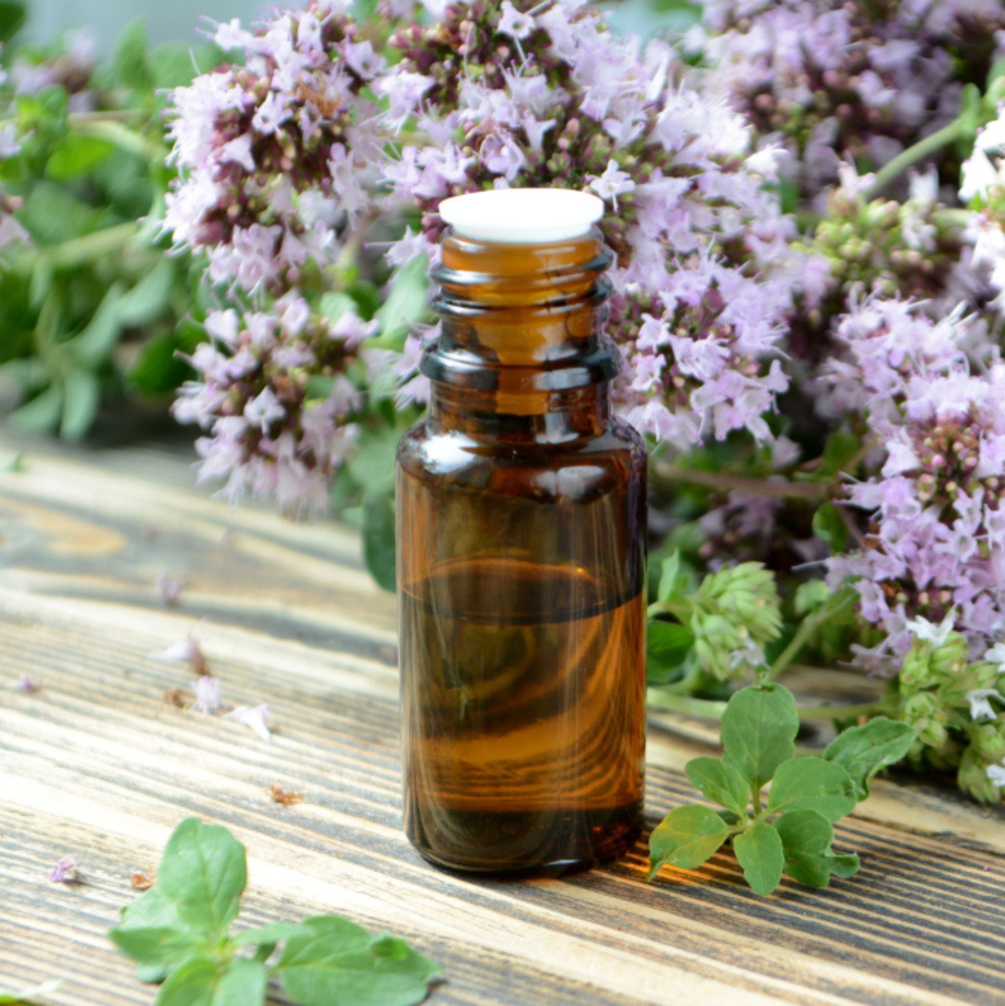 Marjoram Essential Oil