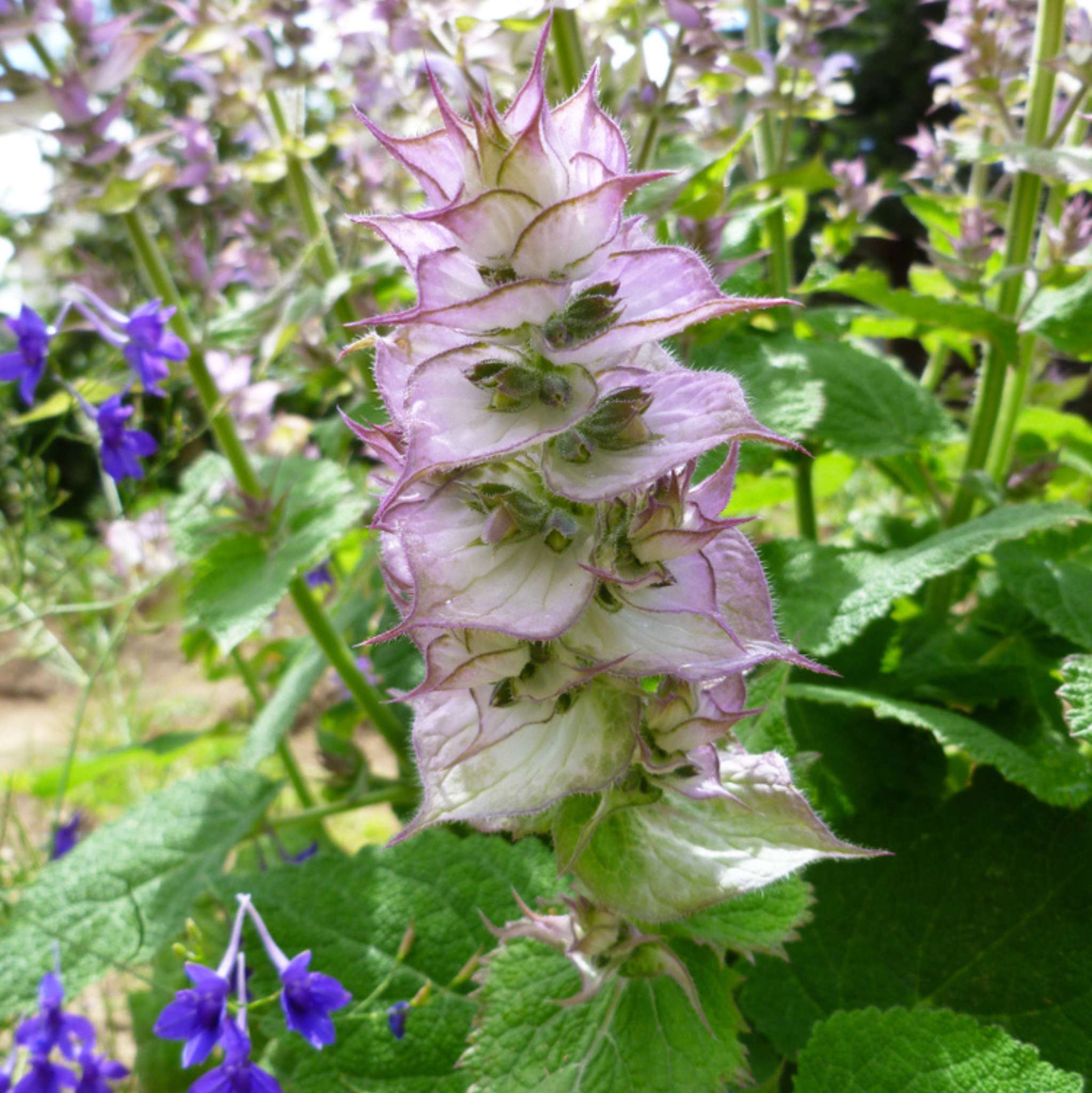 Clear Skin 10 ml, ätherische Ölmischung