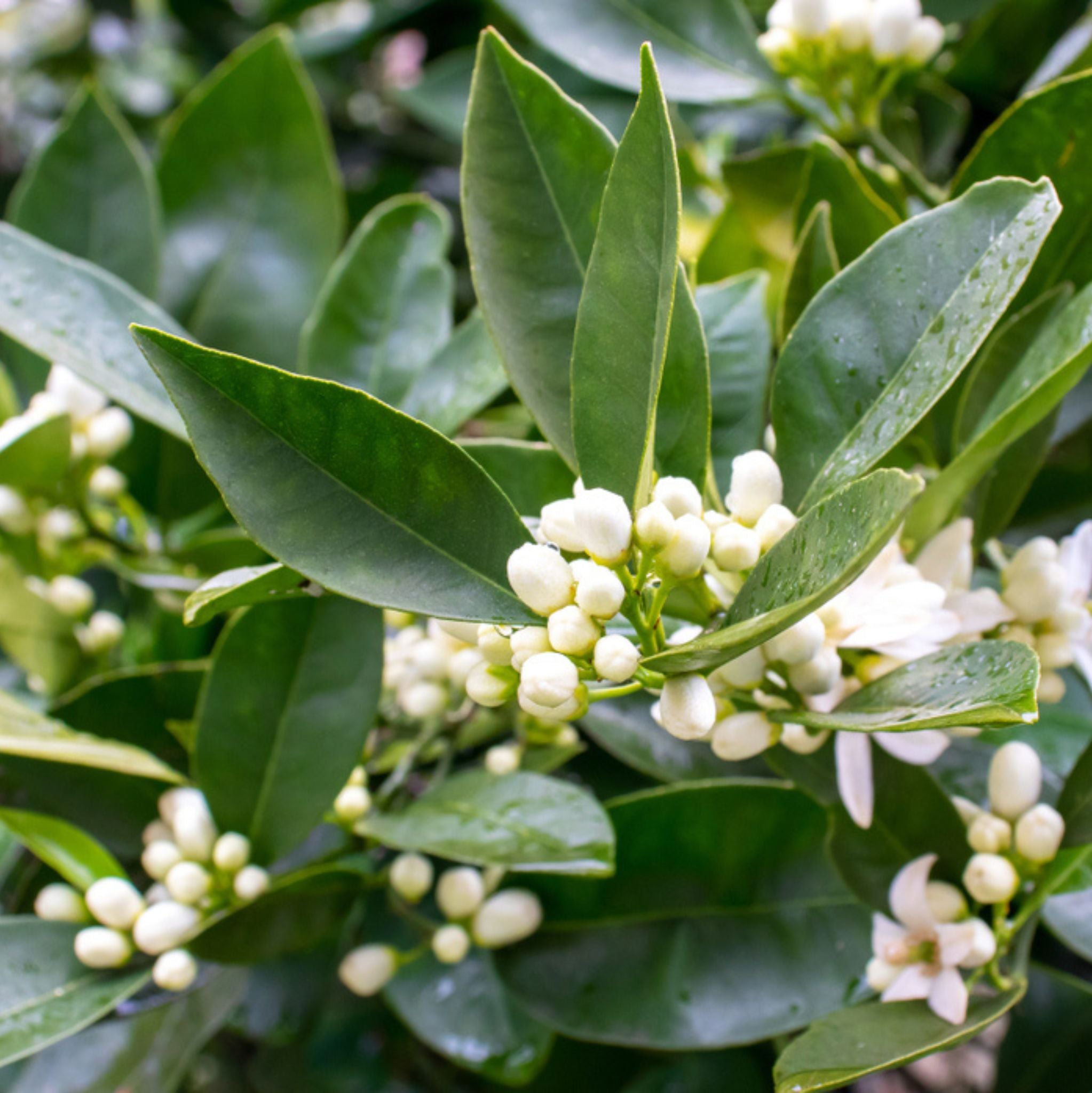 Petitgrain Essential Oil