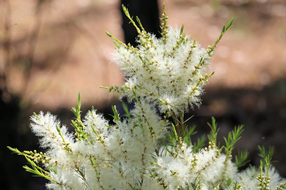 Tea Tree Essential Oil