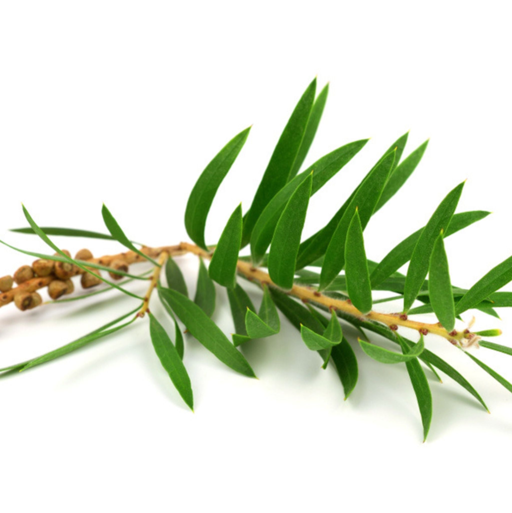 Tea Tree Organic Essential Oil