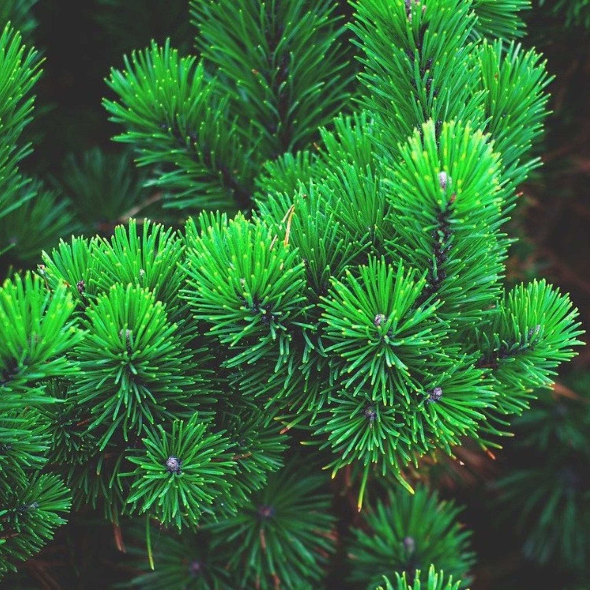 Pine Sylvestris Essential Oil